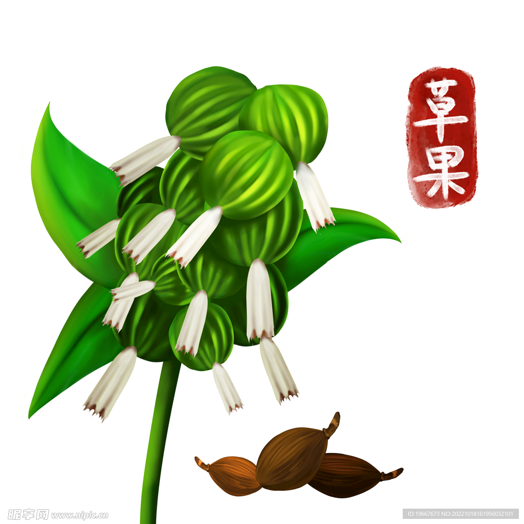 植物