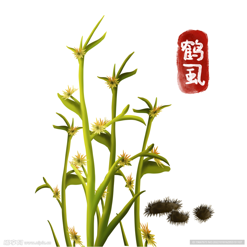植物