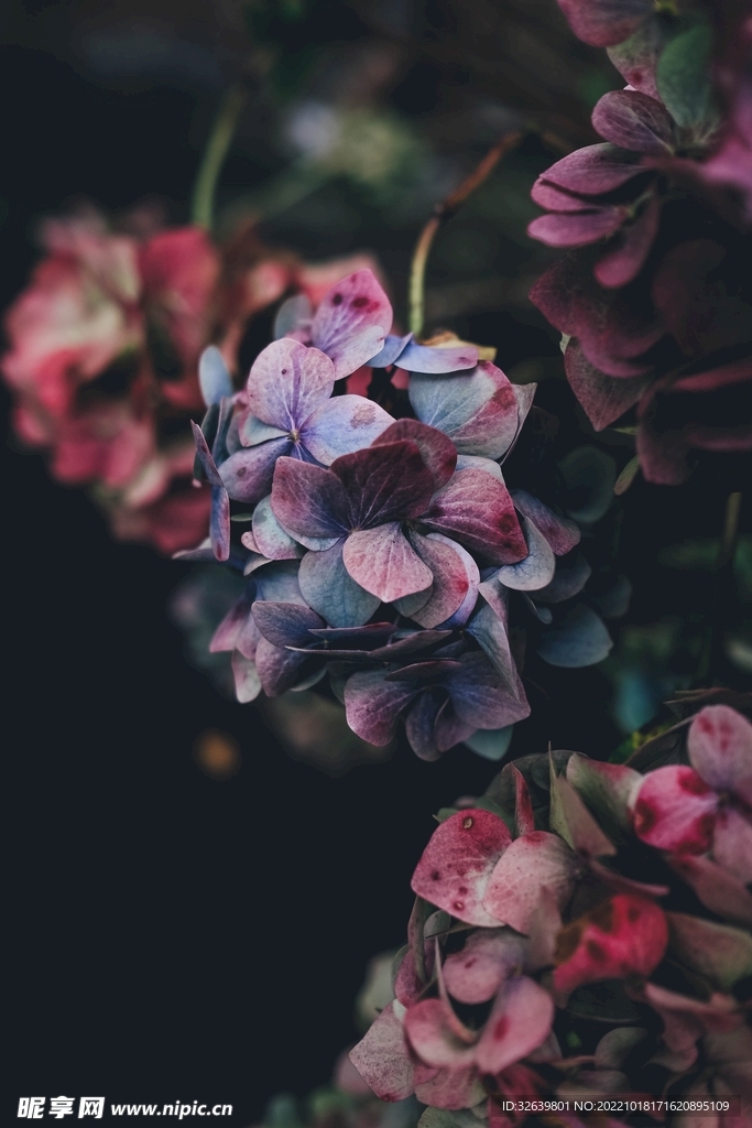 花团植物