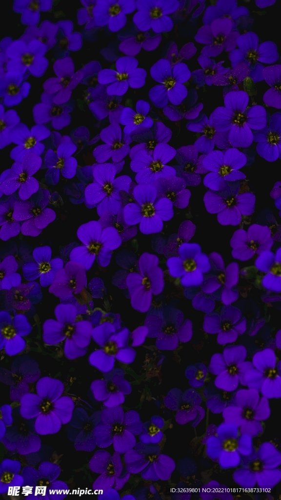 紫色的花