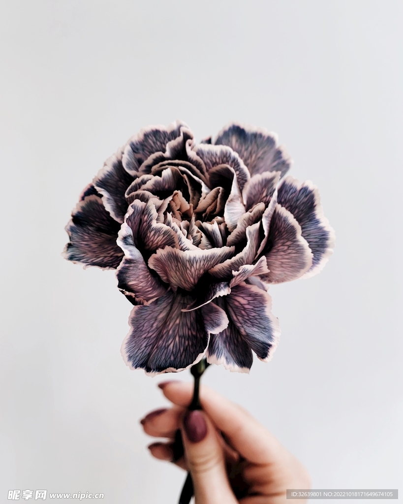 花特写