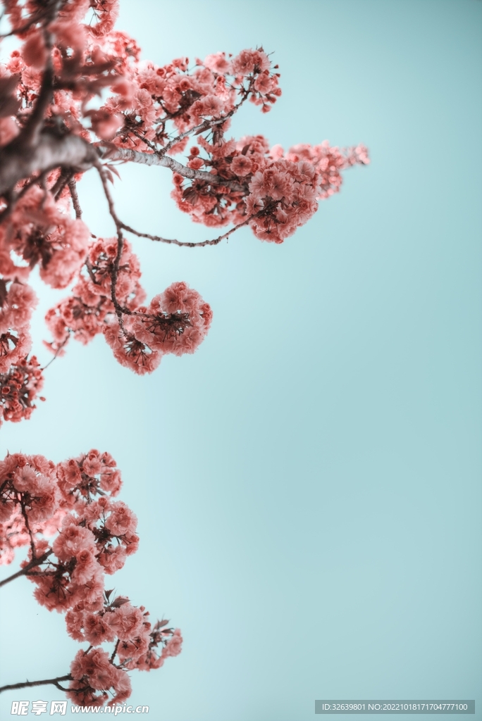粉色樱花