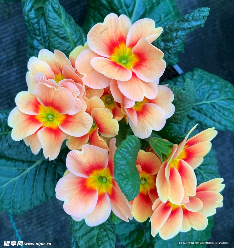 盛开的花