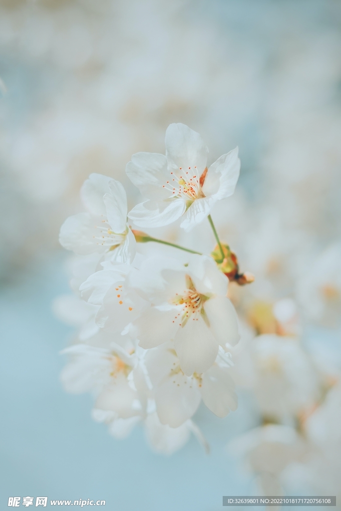 白色花