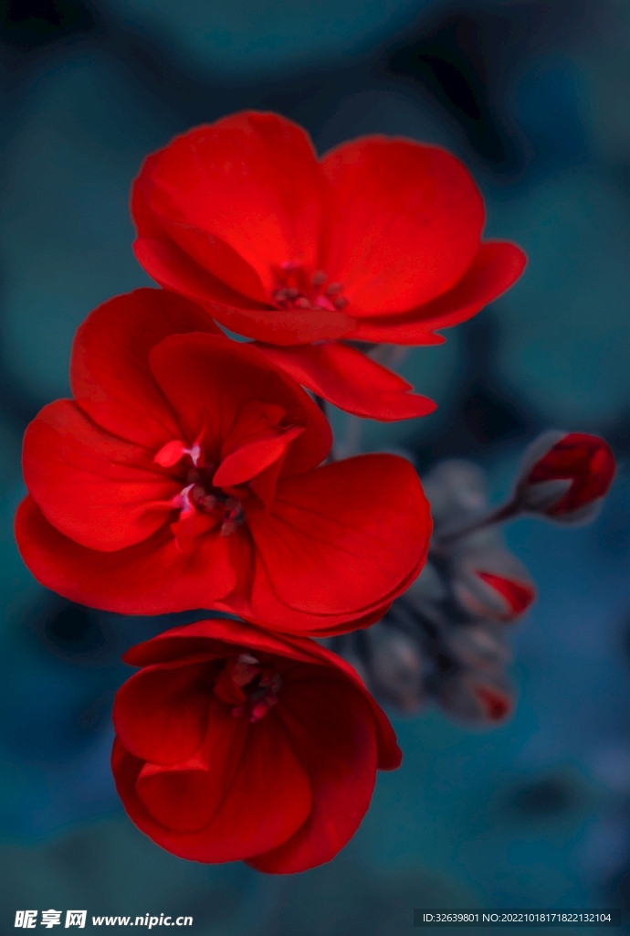 红花