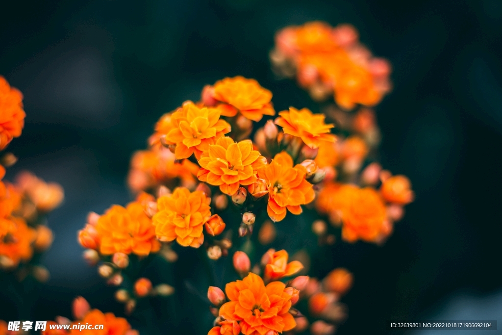橙色的花