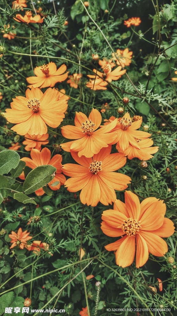 盛开的小黄花