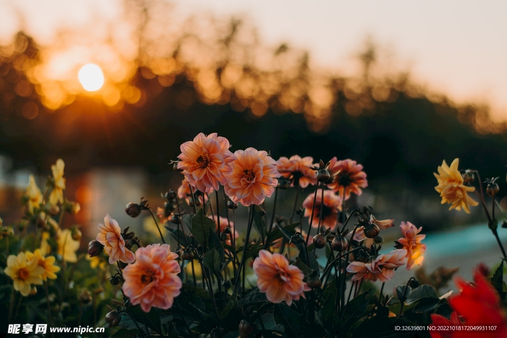 夕阳下小花