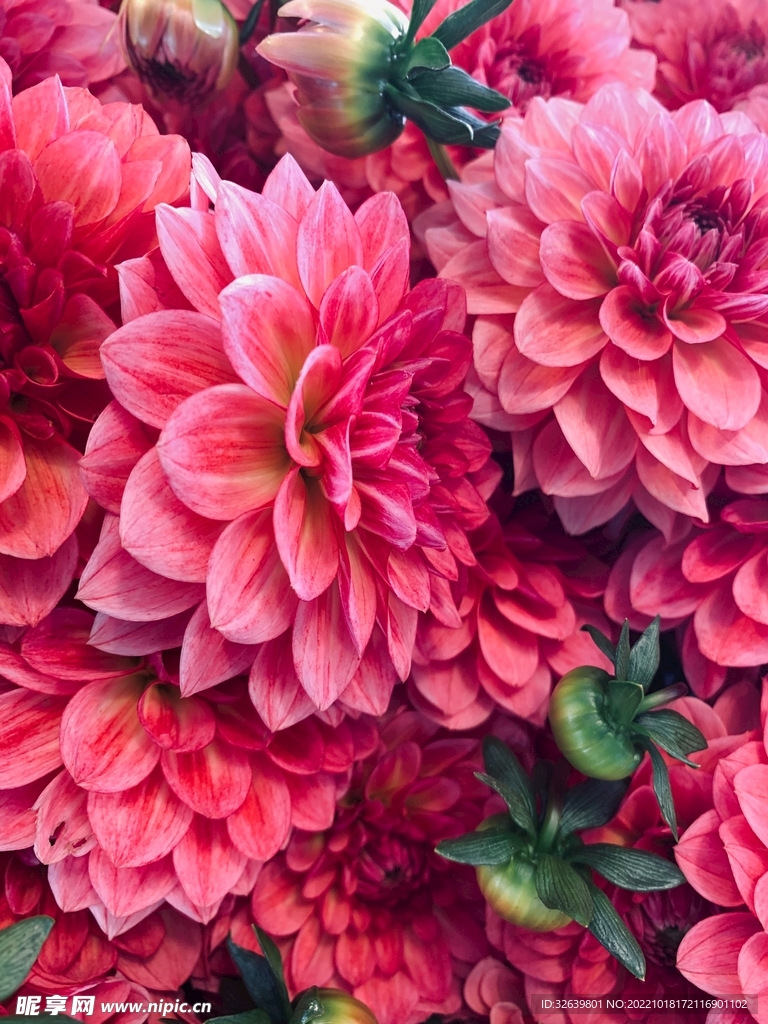 盛开的花