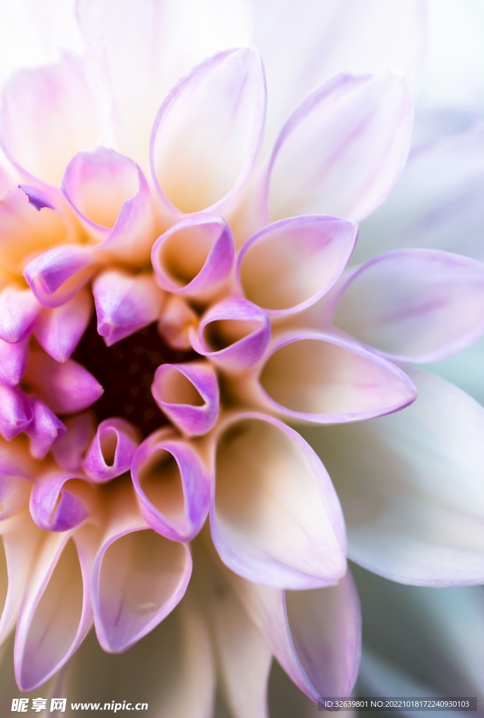 鲜花特写