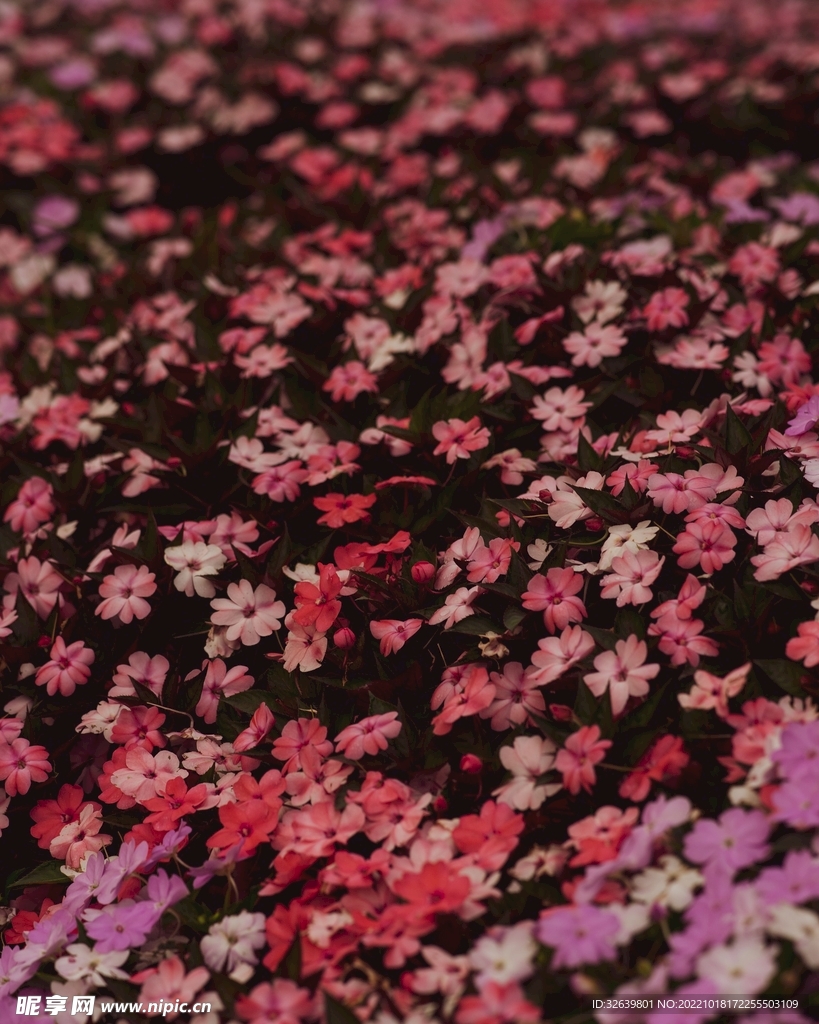 粉色小花
