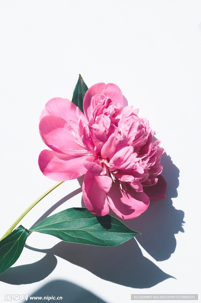 花朵特写