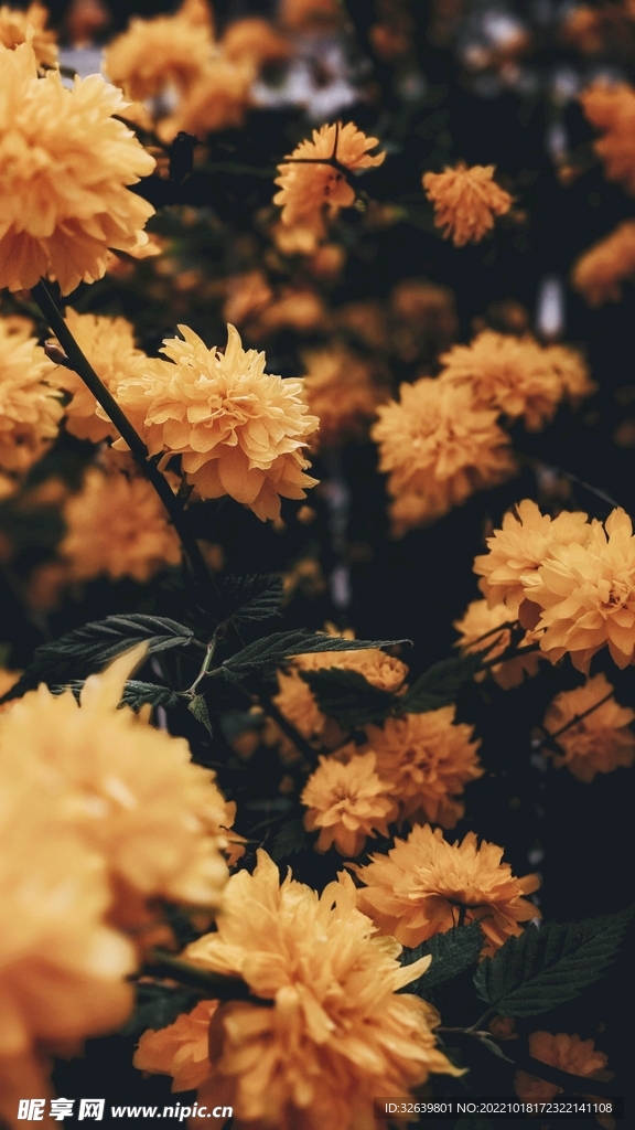 鲜花背景