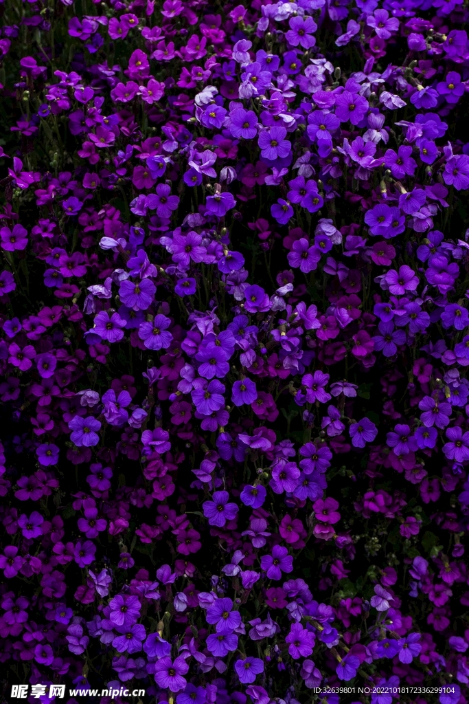 紫色鲜花背景