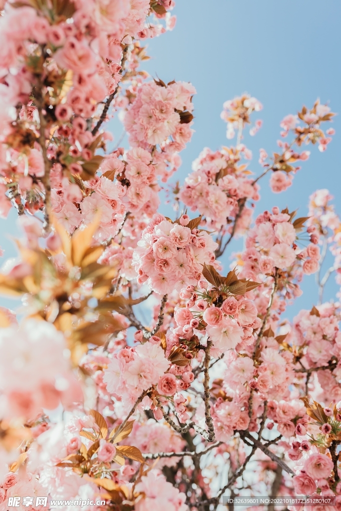 鲜花背景