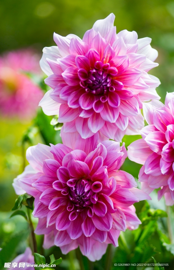 花朵特写