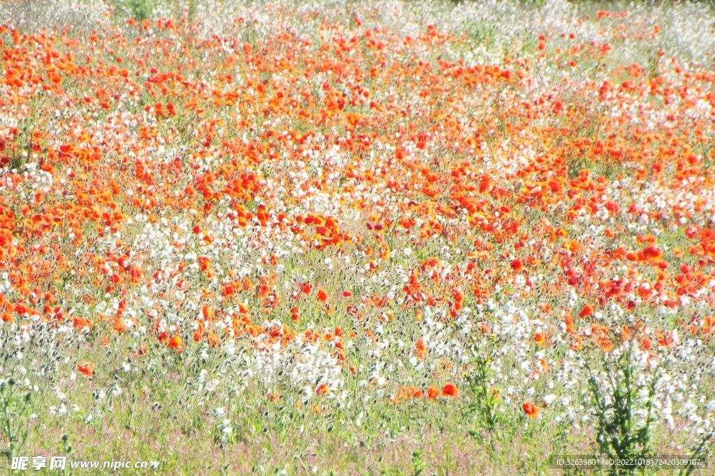 花海