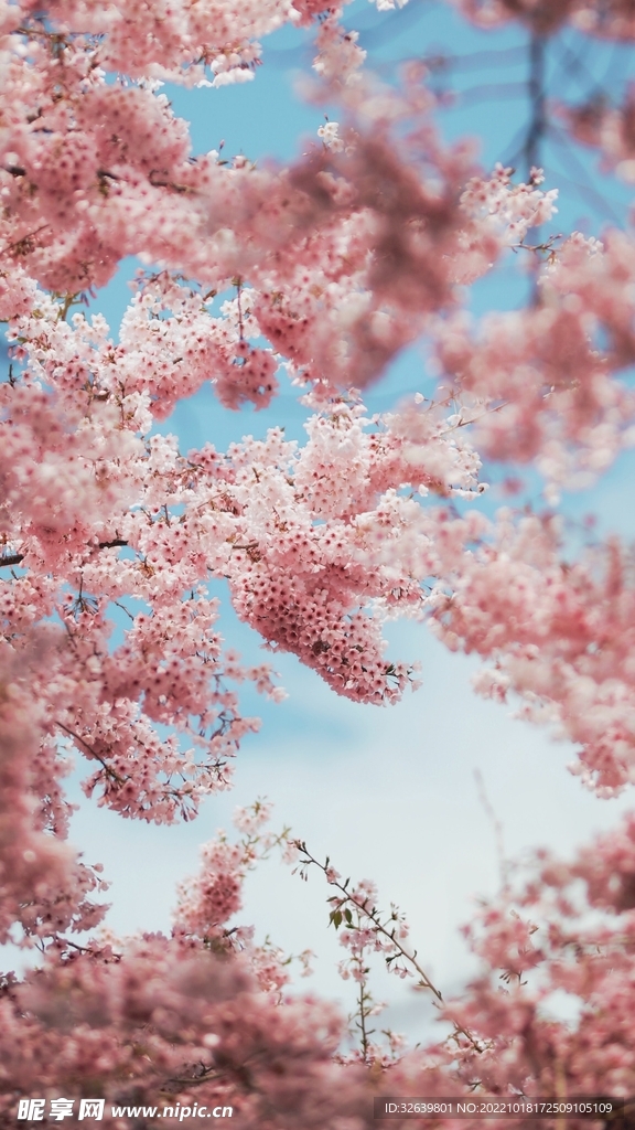 粉色樱花