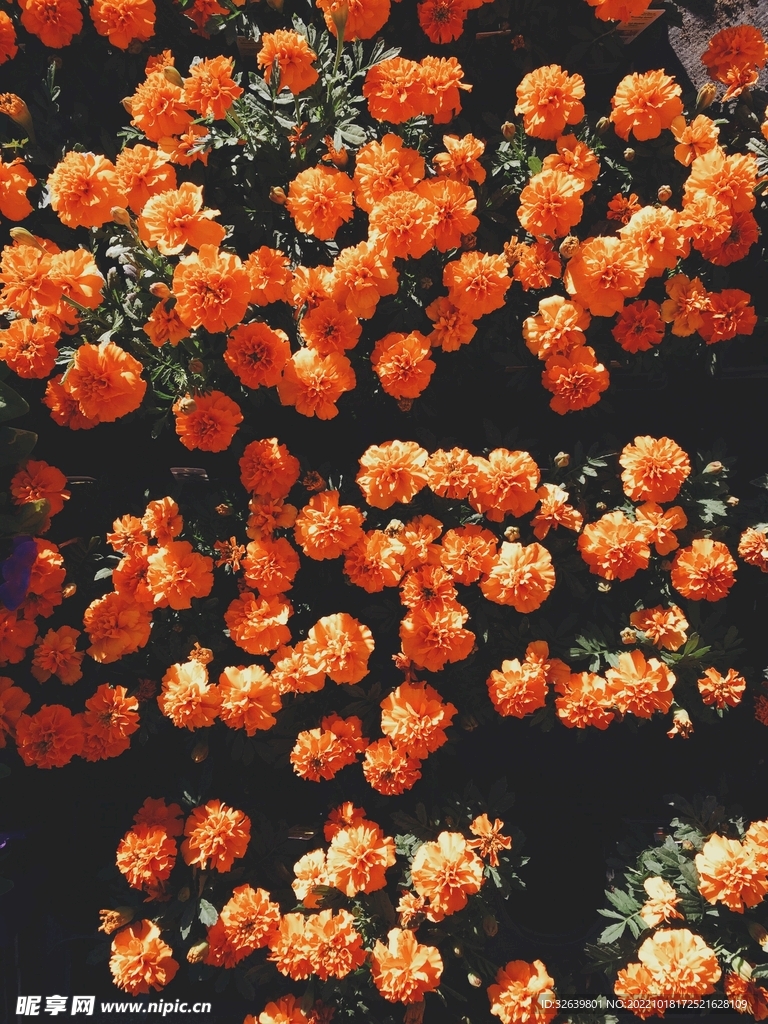 橙色鲜花背景
