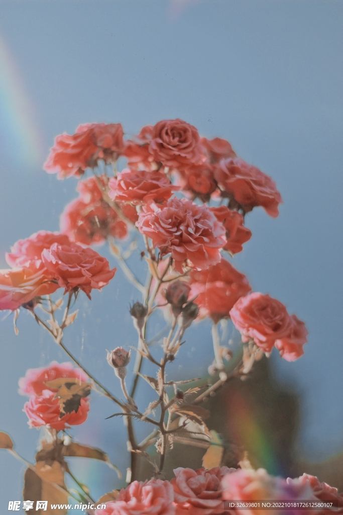 粉色鲜花