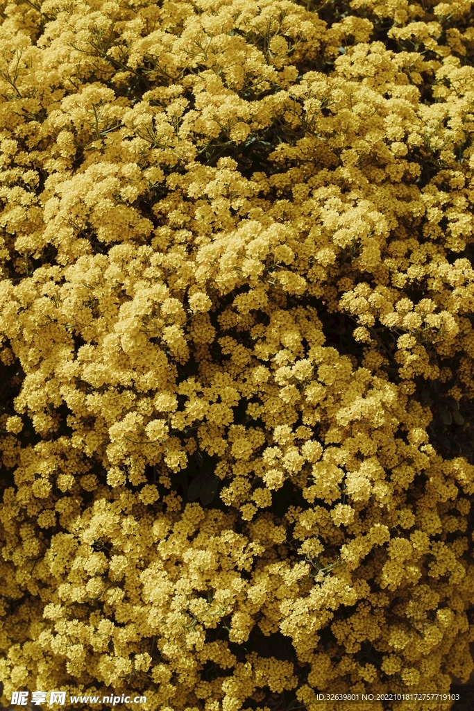 黄色小花