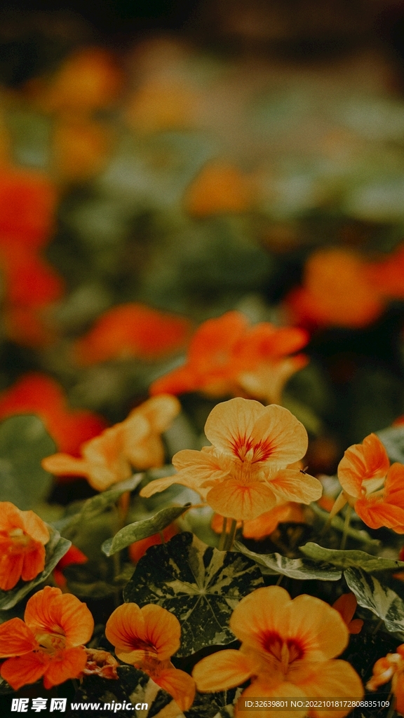 鲜花背景
