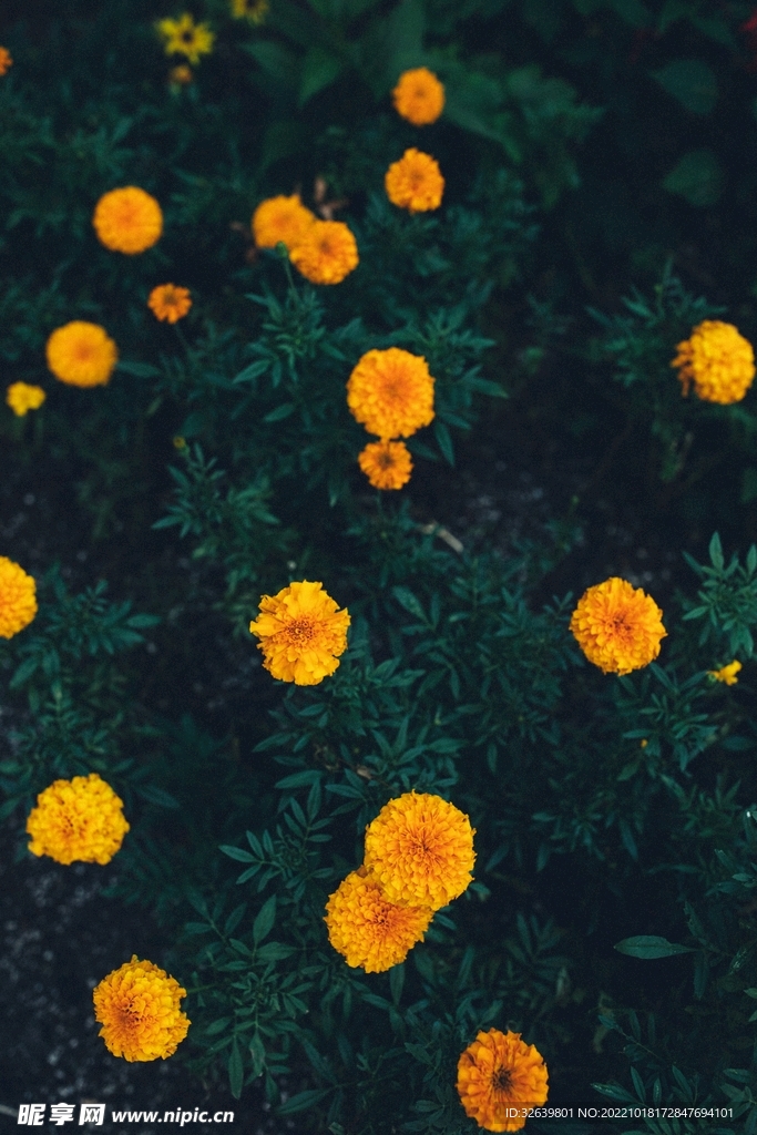 黄色菊花