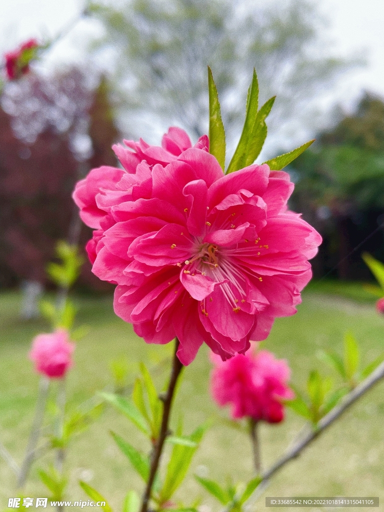 桃花