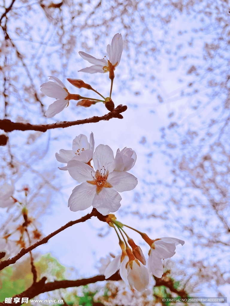 樱花