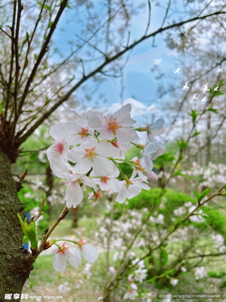 樱花
