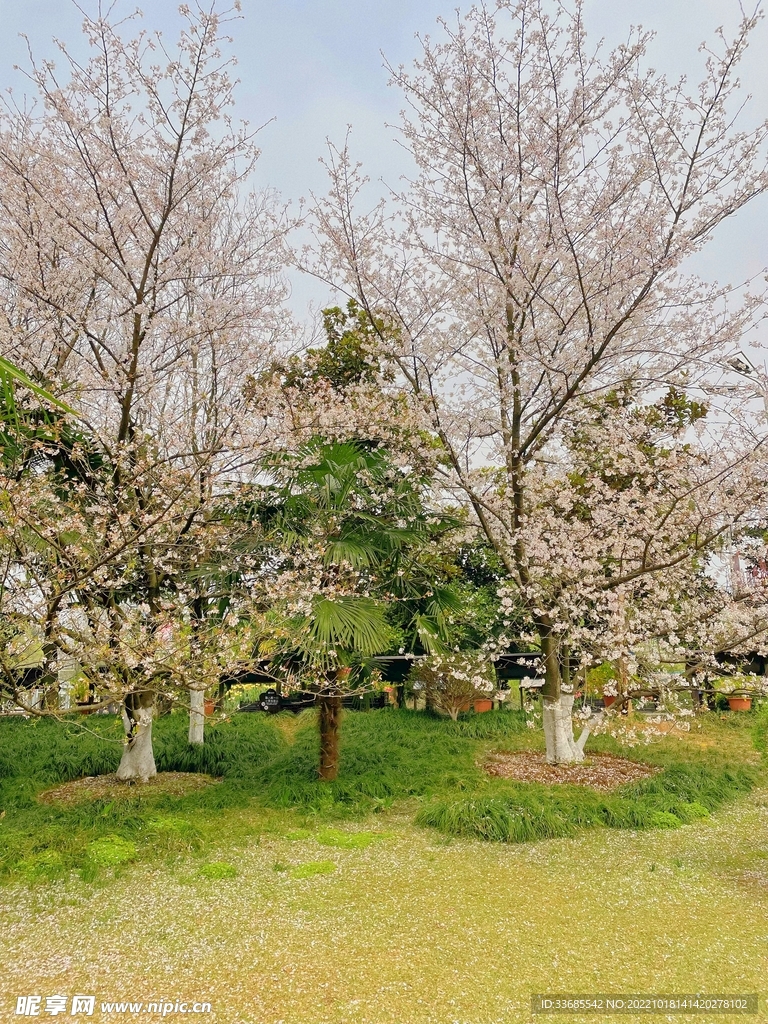 樱花
