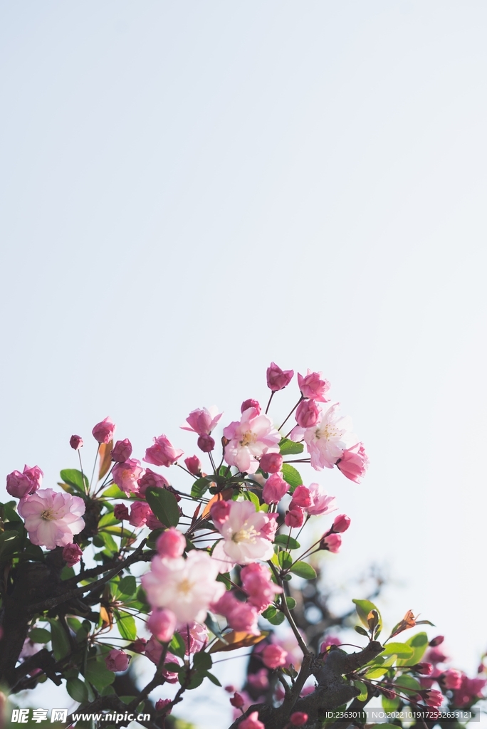 鲜花