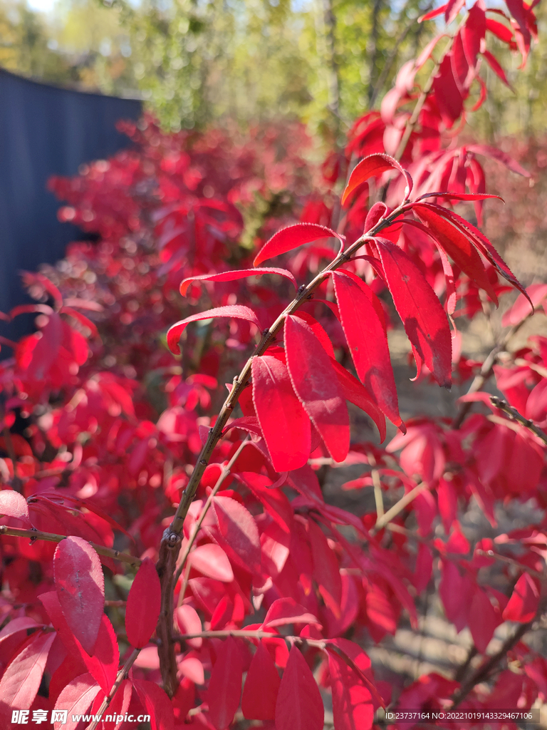 北方 金秋火红的叶子