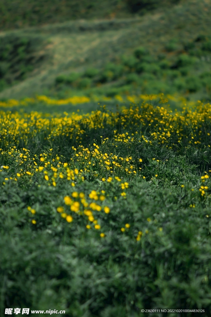 满山的花