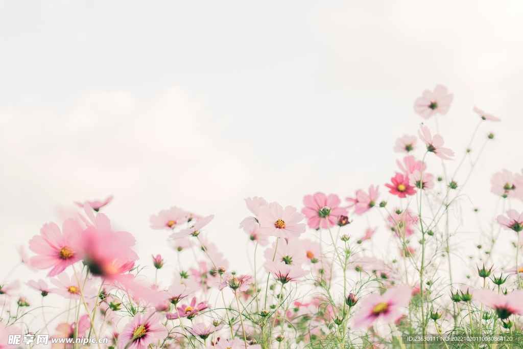格桑花
