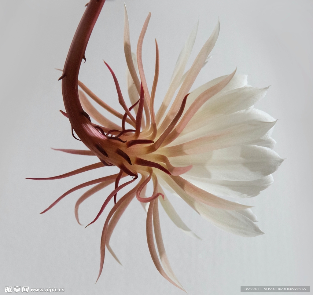 仙人掌花