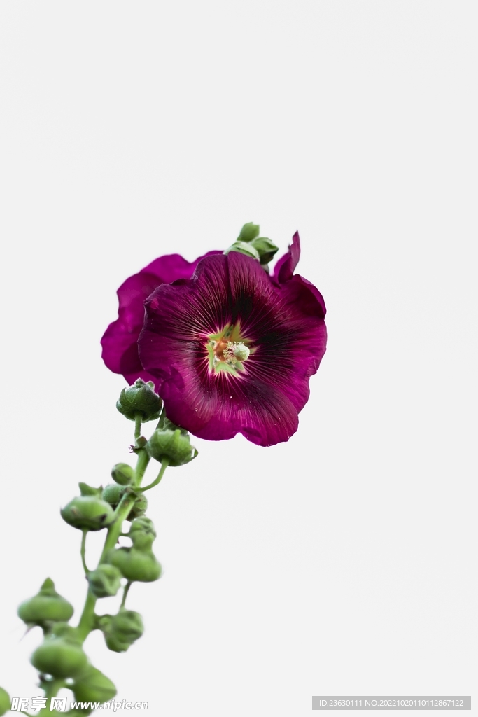 鲜花