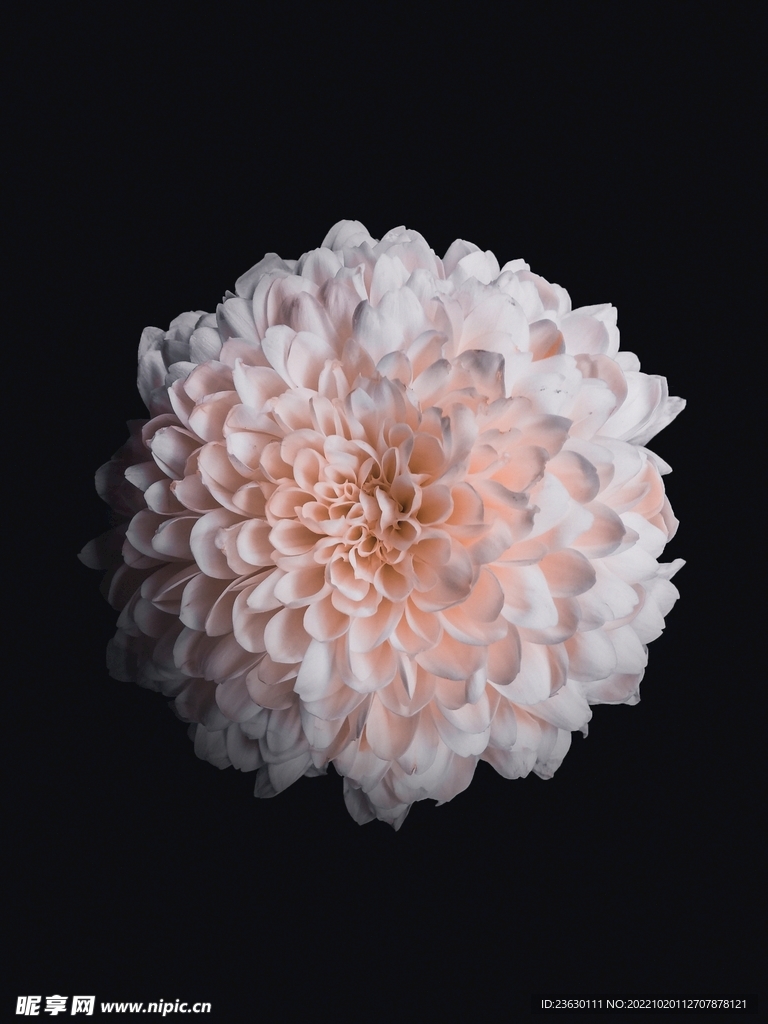 鲜花