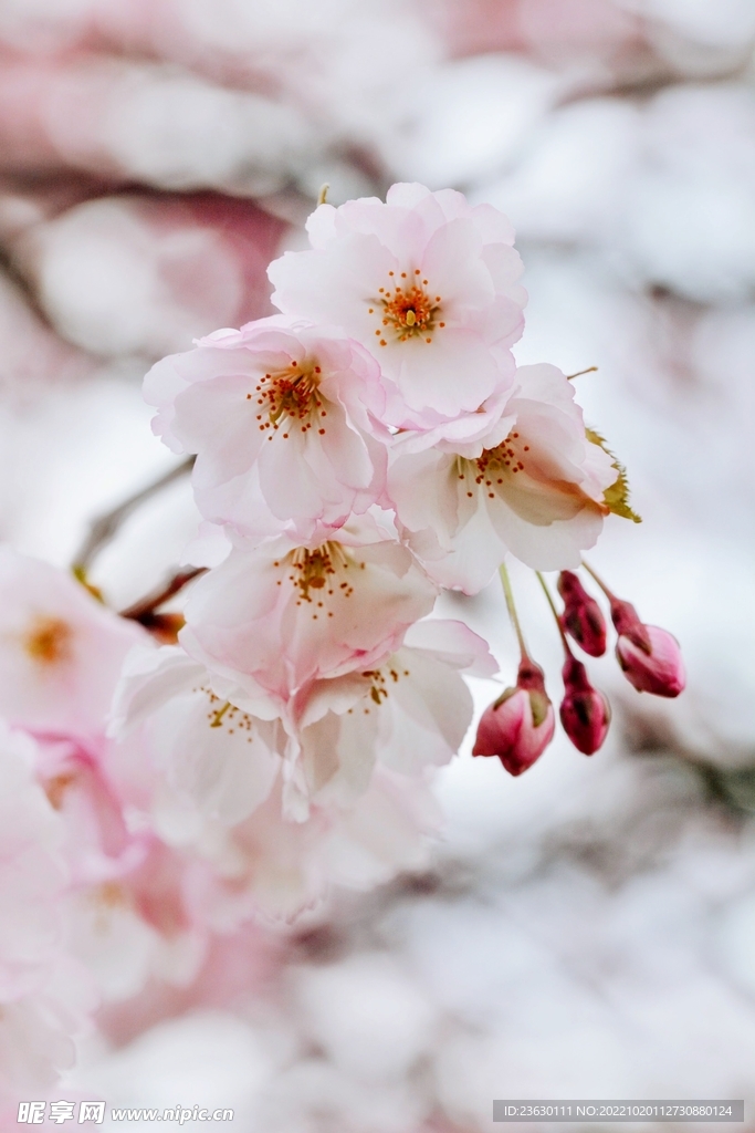 樱花