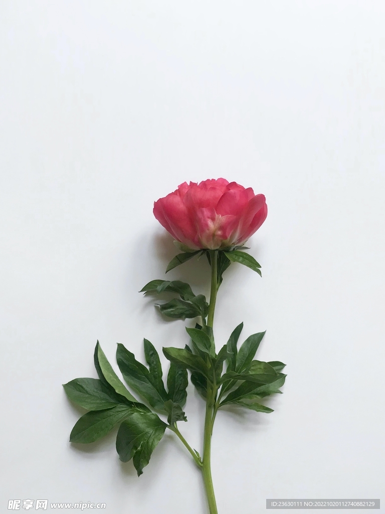 鲜花特写