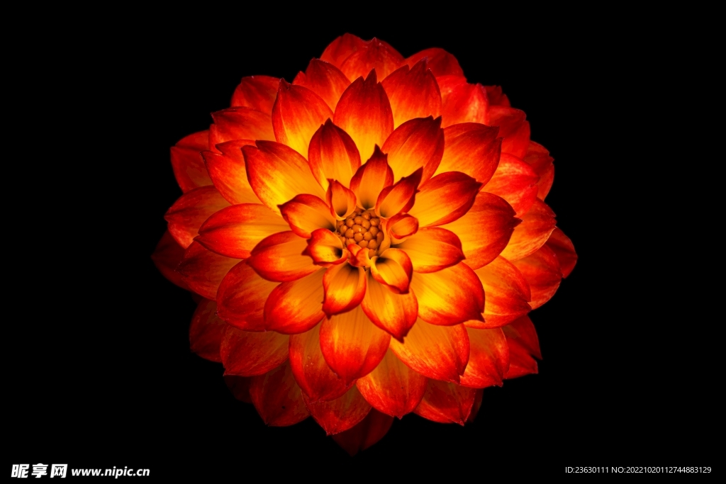花朵特写