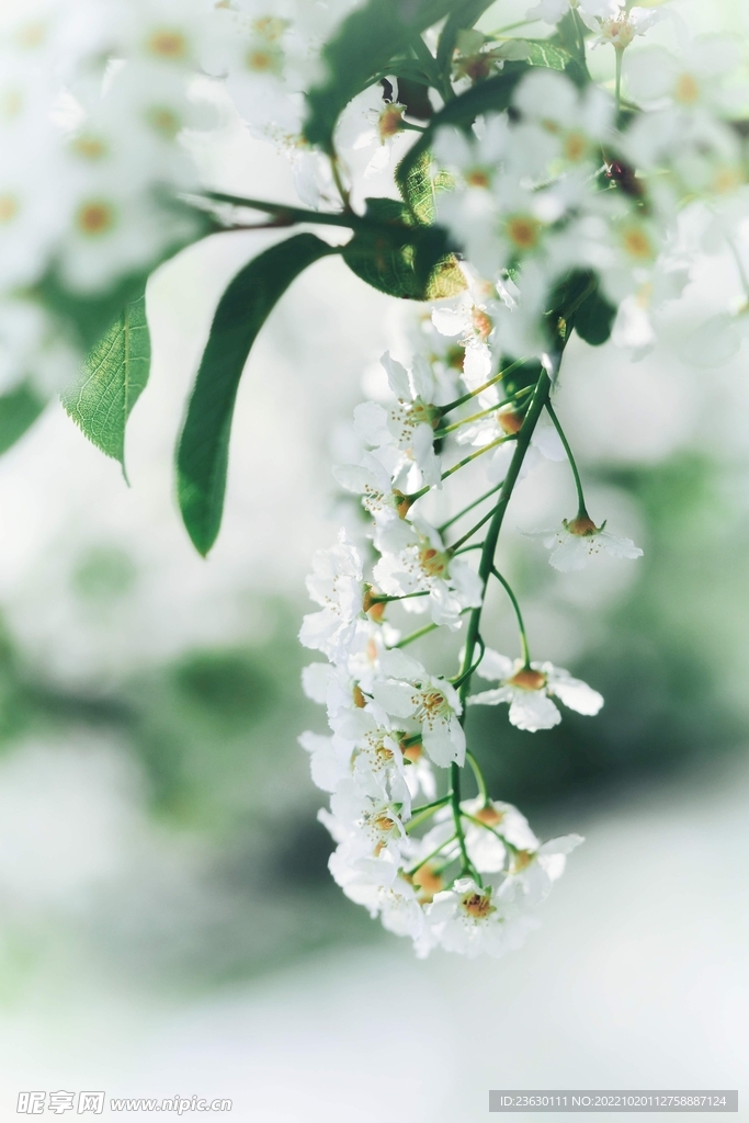 白色鲜花摄影