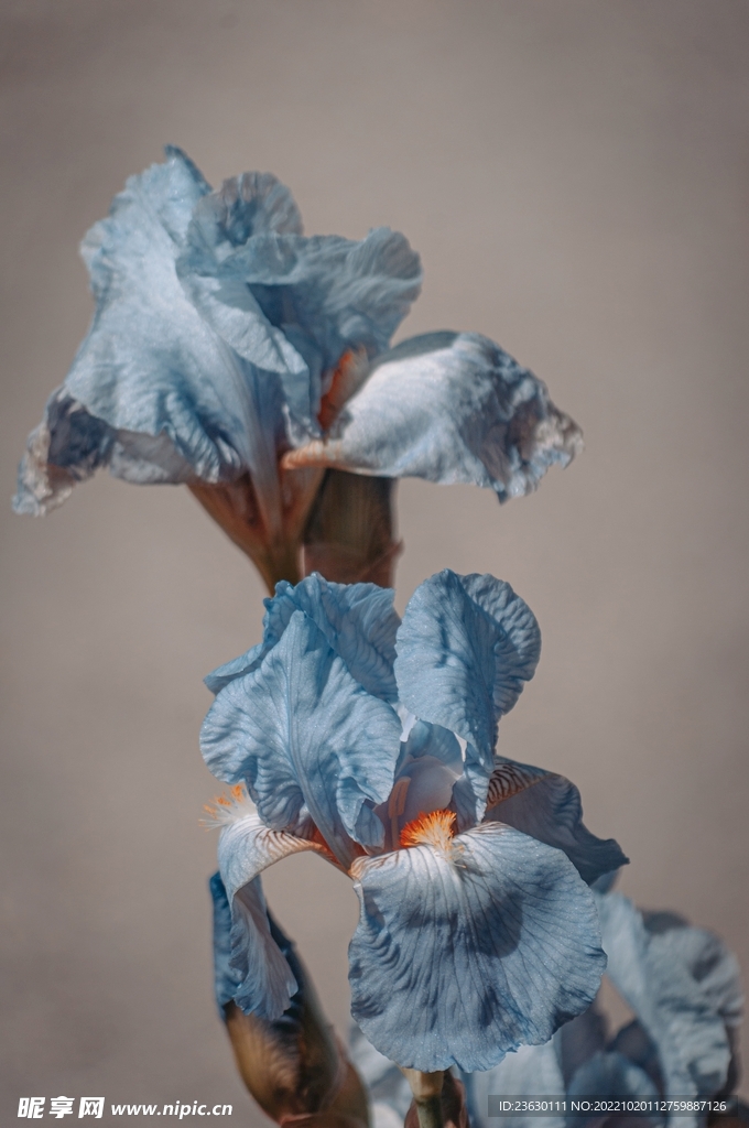 蓝色鲜花