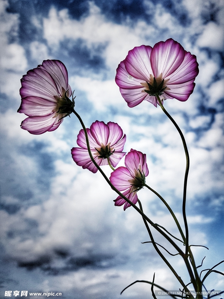 鲜花