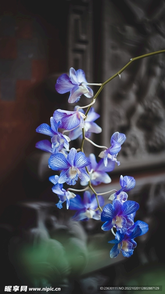 兰花