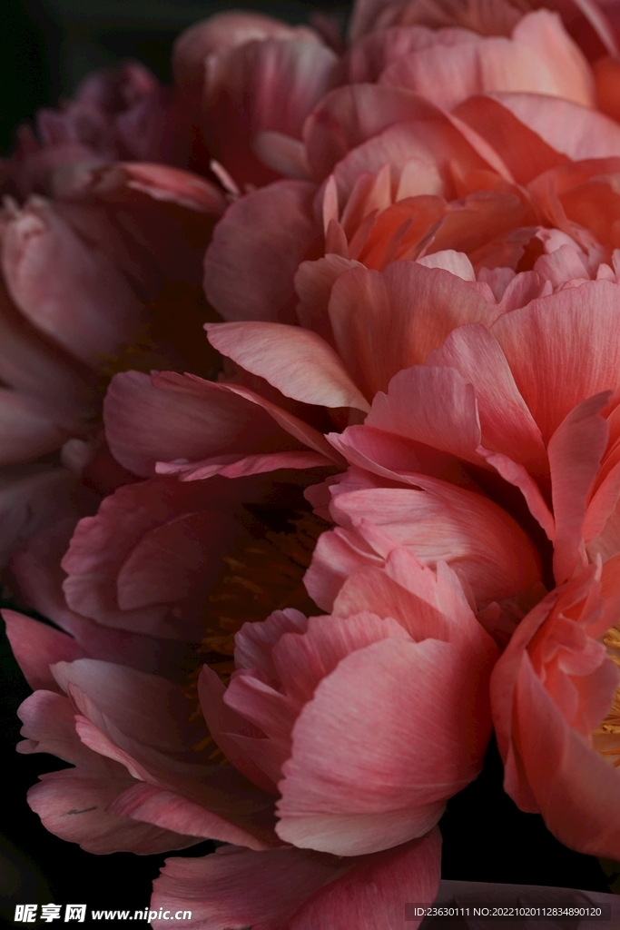 花朵特写