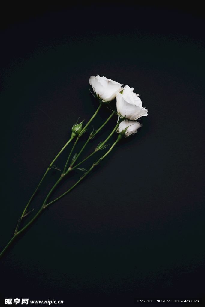 鲜花