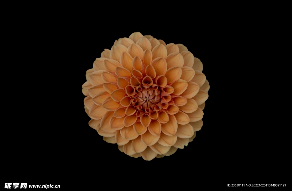 鲜花特写