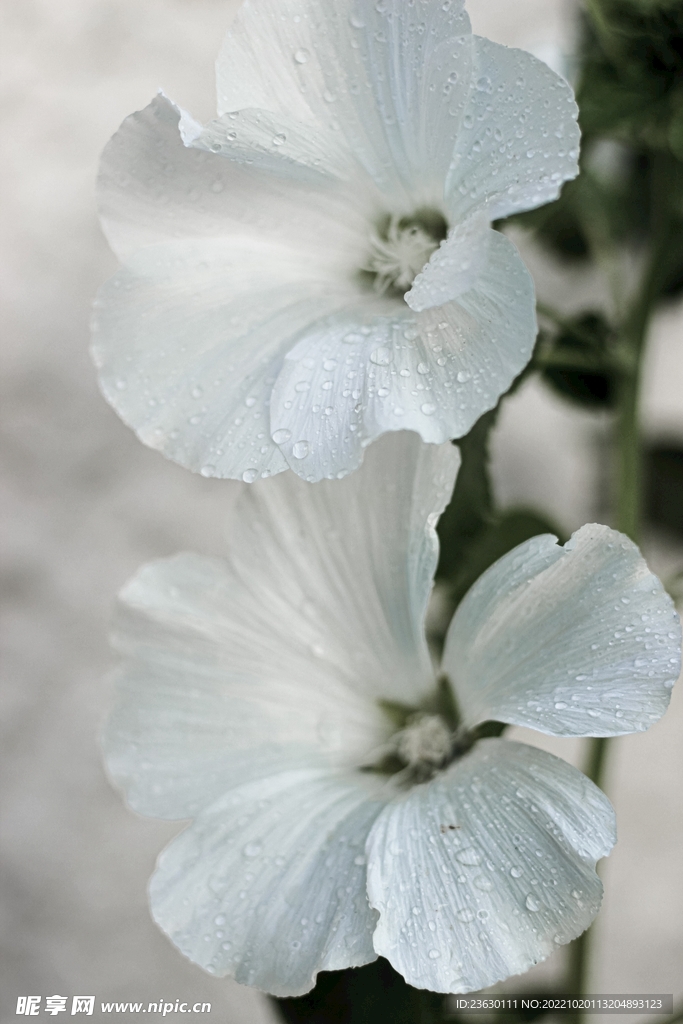 白色鲜花特写