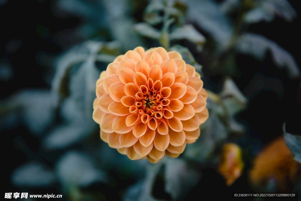 鲜花摄影
